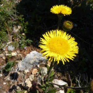 Photographie n°58388 du taxon Pulicaria odora (L.) Rchb. [1831]