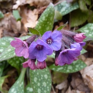 Photographie n°58389 du taxon Pulmonaria affinis Jord. [1854]