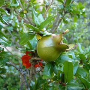 Photographie n°58393 du taxon Punica granatum L.