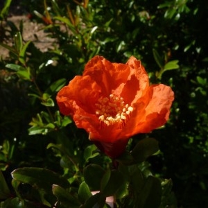 Photographie n°58395 du taxon Punica granatum L. [1753]