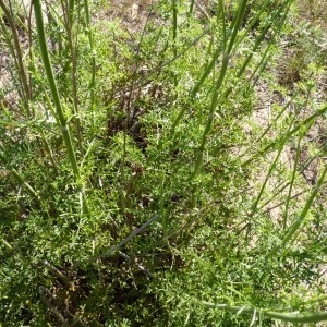  - Pycnocomon rutifolium (Vahl) Hoffmanns. & Link [1825]