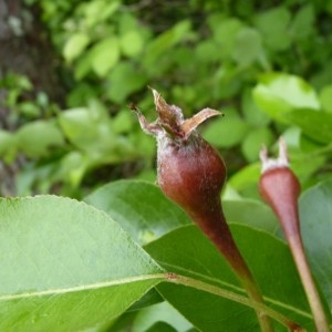 Photographie n°58401 du taxon Pyrus pyraster subsp. pyraster