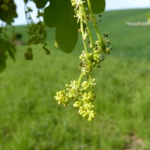 Photographie n°58406 du taxon Quercus robur L. [1753]