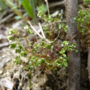 Photographie n°58410 du taxon Radiola linoides Roth