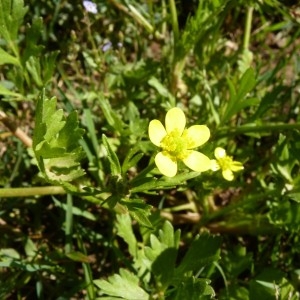  - Ranunculus bulbosus subsp. aleae (Willk.) Rouy & Foucaud [1893]