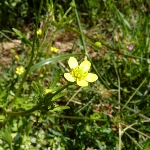 Ranunculus heucherifolius C.Presl (Renoncule d'Alea)