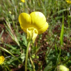 Ranunculus macrophyllus Desf. (Bouton-d'or à grandes feuilles)