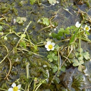 Photographie n°58430 du taxon Ranunculus peltatus Schrank [1789]