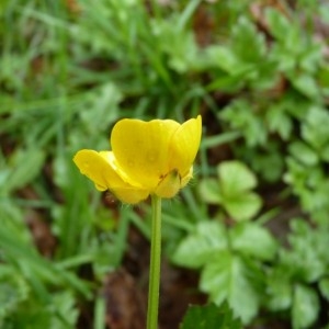 Photographie n°58431 du taxon Ranunculus repens L. [1753]