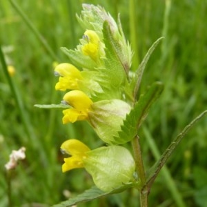 Photographie n°58453 du taxon Rhinanthus minor L. [1756]