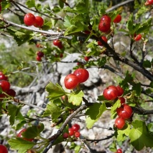 Photographie n°58460 du taxon Ribes alpinum L. [1753]