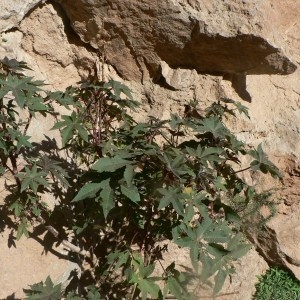 Photographie n°58464 du taxon Ricinus communis L. [1753]