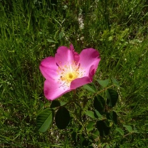 Rosa gallica L. (Rosier de France)