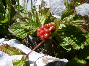 Mathieu MENAND, le 15 juillet 2011 (Lans-en-Vercors)