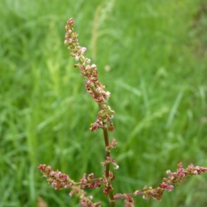 Photographie n°58472 du taxon Rumex acetosa L. [1753]