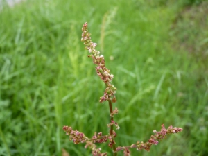 Mathieu MENAND, le 31 mars 2011 (Varennes)
