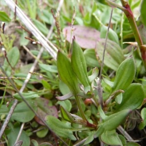 Photographie n°58474 du taxon Rumex acetosella L. [1753]