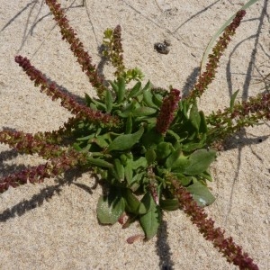 Photographie n°58476 du taxon Rumex bucephalophorus L. [1753]