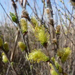 Salix arenaria L. (Saule des dunes)