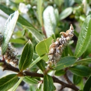 Salix helvetica Vill. (Saule de Suisse)