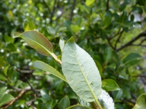 Mathieu MENAND, le 21 juillet 2011 (Bonneval-sur-Arc)