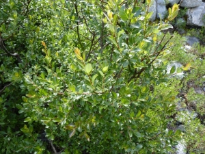 Mathieu MENAND, le 21 juillet 2011 (Bonneval-sur-Arc)