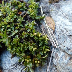 Photographie n°58503 du taxon Salix serpyllifolia Scop. [1772]