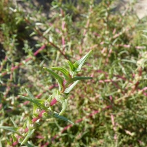 Photographie n°58507 du taxon Salsola soda L. [1753]