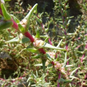 Photographie n°58508 du taxon Salsola soda L. [1753]