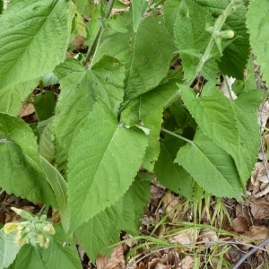 Photographie n°58510 du taxon Salvia glutinosa L.