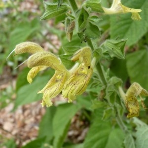 Photographie n°58511 du taxon Salvia glutinosa L.