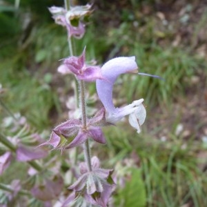 Photographie n°58513 du taxon Salvia sclarea L. [1753]