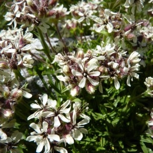 Photographie n°58516 du taxon Saponaria lutea L. [1762]