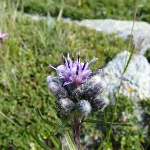 Saussurea alpina subsp. macrophylla (Saut.) Nyman (Saussurée des Alpes)