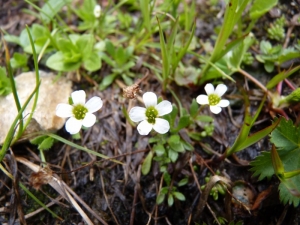 Mathieu MENAND, le 21 juillet 2011 (Bonneval-sur-Arc)