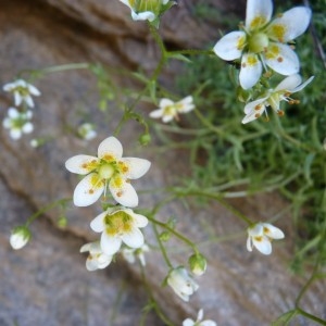 Photographie n°58524 du taxon Saxifraga aspera L. [1753]