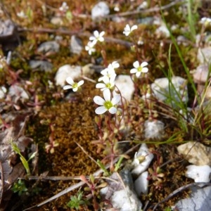 Photographie n°58529 du taxon Saxifraga tridactylites L. [1753]