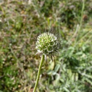 Photographie n°58531 du taxon Scabiosa cinerea Lapeyr. ex Lam. [1792]