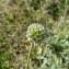  Mathieu MENAND - Scabiosa cinerea Lapeyr. ex Lam. [1792]