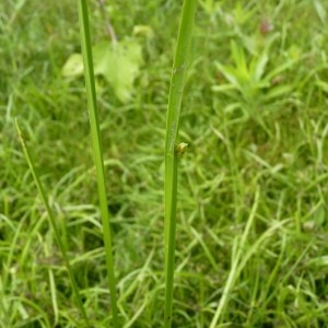 Scirpus muticus D.Don (Scirpe à écailles mucronées)