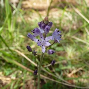 Photographie n°58535 du taxon Scilla autumnalis L. [1753]