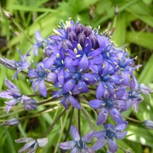 Photographie n°58539 du taxon Scilla peruviana L. [1753]