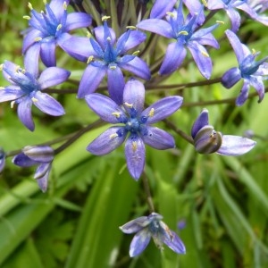 Photographie n°58542 du taxon Scilla peruviana L. [1753]