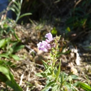 Photographie n°58554 du taxon Scutellaria minor Huds. [1762]