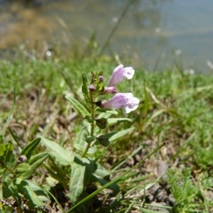 Photographie n°58555 du taxon Scutellaria minor Huds. [1762]