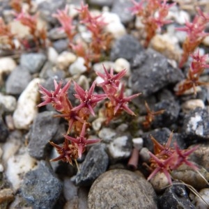 Photographie n°58563 du taxon Sedum caespitosum (Cav.) DC. [1828]