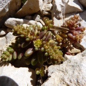 Photographie n°58565 du taxon Sedum litoreum Guss. [1826]