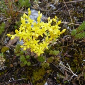 Sedum sexangulare L. (Orpin à six angles)