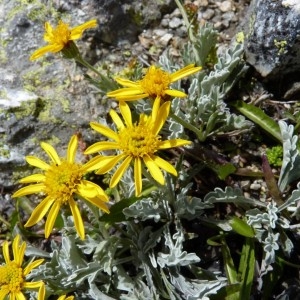 Senecio chabertii Petitm. (Séneçon de Haller)