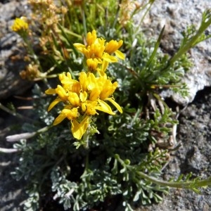 Photographie n°58581 du taxon Senecio incanus L. [1753]